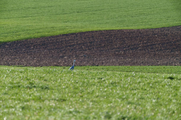 Juvenile grey heron is perching on a meadow in spring in nature reserve, Germany