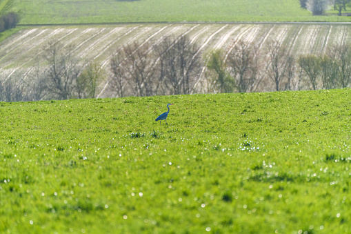 Juvenile grey heron is perching on a meadow in spring in nature reserve, Germany