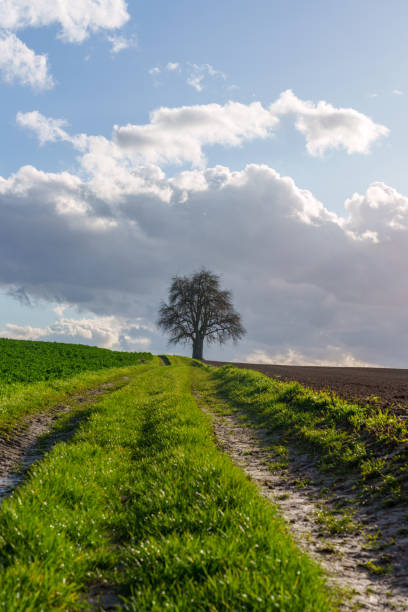 Country road through green fields and rows of trees in spring