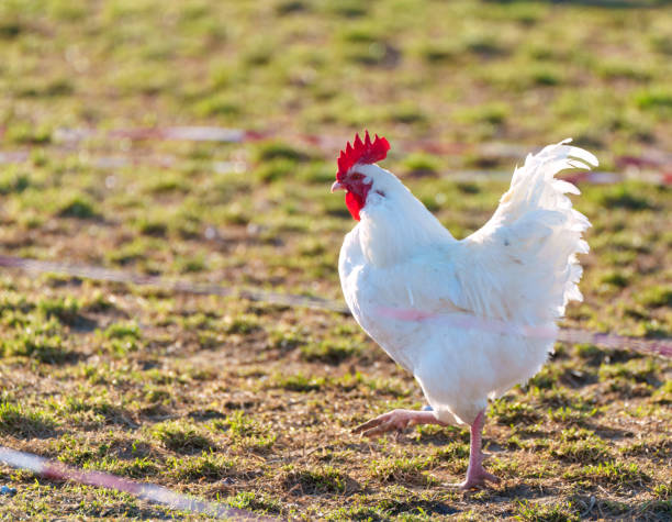 un fier coq blanc se tient debout, sa crête rouge rayonnante d’une énergie vibrante. ses corbeaux acérés et perçants résonnent à travers la campagne, annonçant l’arrivée d’un nouveau jour. - resound photos et images de collection