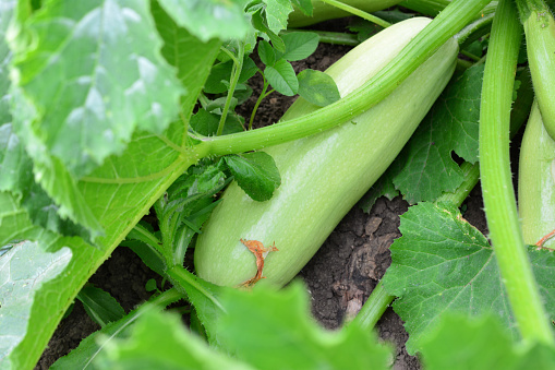 A green zucchini is on the garden bed among the green leaves isolated, close-up