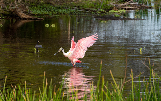 The beautiful roseate spoonbill in the natural surroundings of Orlando Wetlands Park in central Florida.  The park is a large marsh area which is home to numerous birds, mammals, and reptiles.