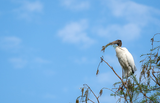 Wild wood stork in the beautiful natural surroundings of Orlando Wetlands Park in central Florida.  The park is a large marsh area which is home to numerous birds, mammals, and reptiles.