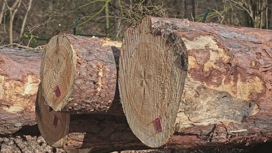 Healthy Felled Tree Logs Stored on Ground at Forest Clearance Site after Industrial Deforestation