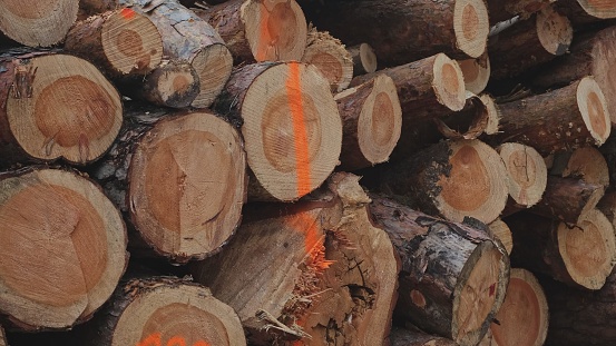 Healthy Felled Tree Logs Stored on Ground at Forest Clearance Site after Industrial Deforestation