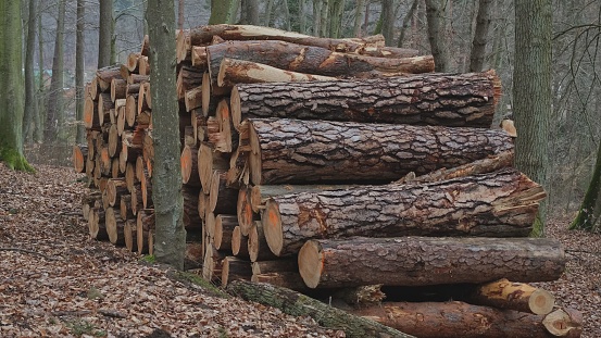 Healthy Felled Tree Logs Stored on Ground at Forest Clearance Site after Industrial Deforestation