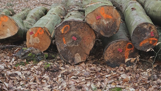 Healthy Felled Tree Logs Stored on Ground at Forest Clearance Site after Industrial Deforestation