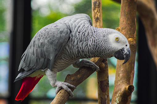 The grey parrot, also known as the Congo grey parrot, Congo African grey parrot or African grey parrot, is an Old World parrot in the family Psittacidae