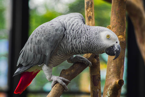 papagaio-cinzento - african grey parrot - fotografias e filmes do acervo