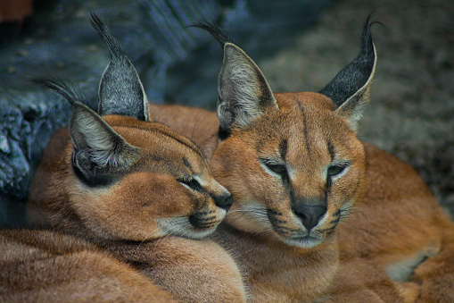The Caracal is a medium-sized cat that is distributed in West Asia, South Asia and Africa