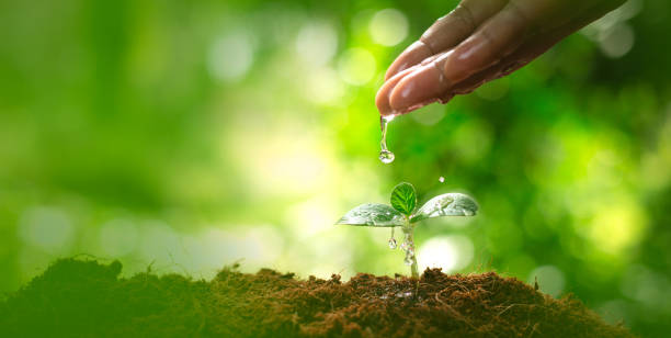 istock Environment day concept. Drop water on hand for growing tree. Protect the environment. Renewable energy for future. Global warming concept. 1478716479