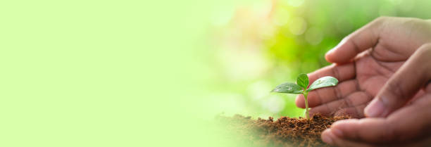 istock A hands protecting plant growing on soil.protect nature and environment concept. 1478716487