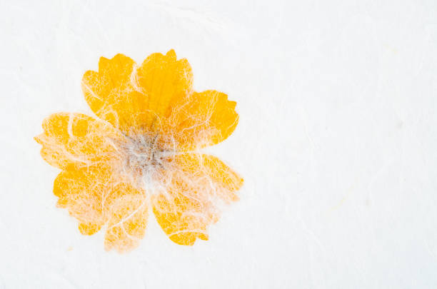 a textura de papel artesanal de amora áspera com flor amarela. - paper mulberry japanese culture art - fotografias e filmes do acervo