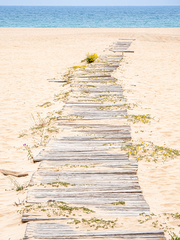 Weathered walkway with sun-bleached planks snaking through the sand, flanked by overgrown blooming wildflowers, leading to the vast expanse of the Atlantic Ocean at Praia da Rocha beach, Portimão.