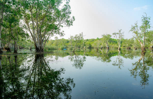 istock White samet or cajuput trees in wetlands forest with reflections in water. Greenery botanic garden. Freshwater wetland. Beauty in nature. Body of water. Green forest in wetland. World environment day. 1478718528
