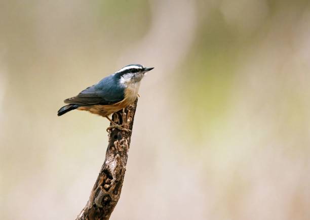 istock Closeup shot of a beautiful red-breasted nuthatch perched on a tree branch 1478718789