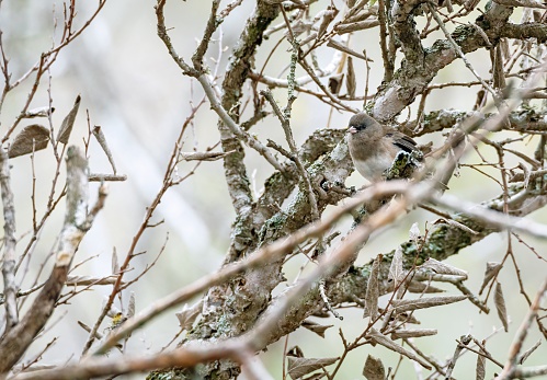 A Harris's sparrow (Zonotrichia querula) perched and camouflaged among snowy branches on a winter day