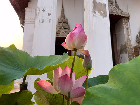 On the other side of the entrance of the temple, there is a clump of lotuses with beautiful lotus flowers.