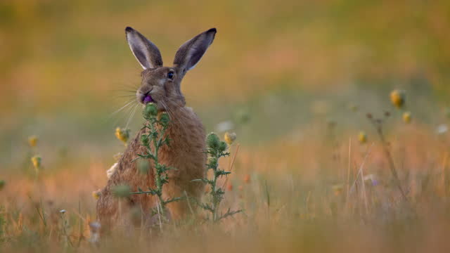 Close-up view of a European hare on a dry grass field