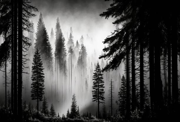 Fog and Forest