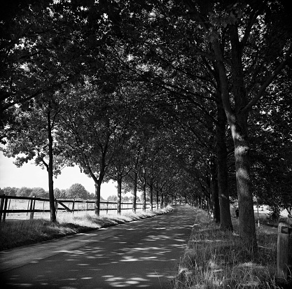 A grayscale of a shaded road under trees on a ranch