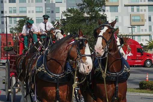 Orlando Florida, United States – December 04, 2022: A closeup shot of Clydesdale horses pulling the Budweiser wagon at Orlando, Florida