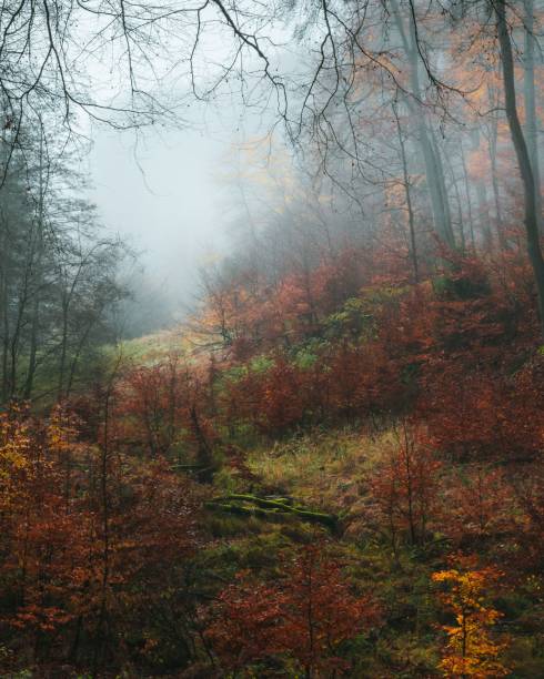 istock Vertical shot of a beautiful forest during autumn 1478721479