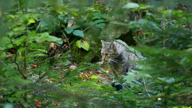European wildcat, Felis silvestris surrounded by green vegetation.