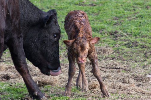 A newborn calf takes its first steps