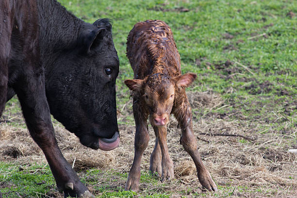 Look Mum I'm Standing A newborn calf takes its first steps newborn animal stock pictures, royalty-free photos & images