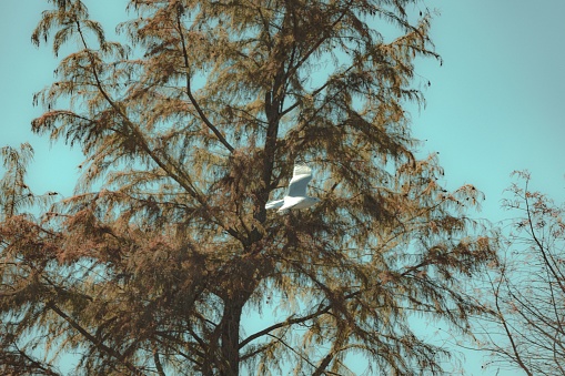 A large white-headed gull flying around an evergreen tree under blue sky on a sunny day