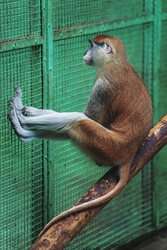 Common Patas monkey sitting on big wooden stick stretching its legs on the cage fence at the zoo