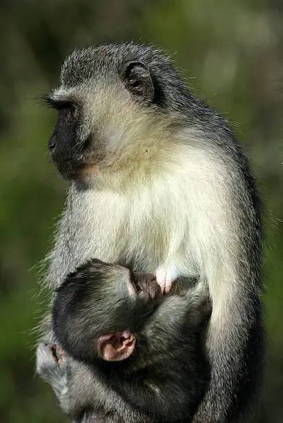 A infant vervet monkey suckling milk from her mother in Addo Park,Eastern Cape, South Africa