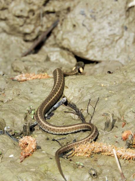 istock Vertical shot of an eastern garter snake crawling on the ground 1478722770