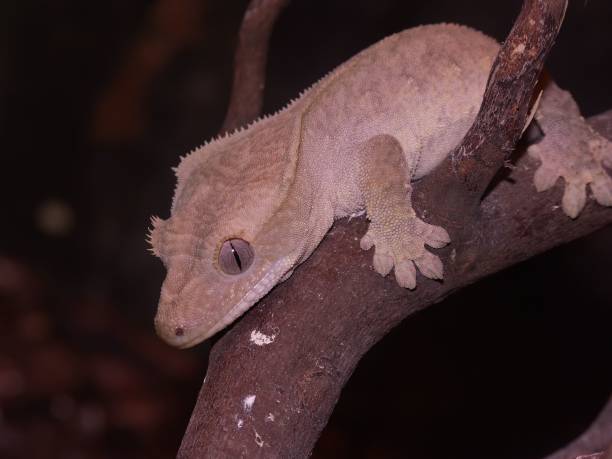 istock Closeup on the crested gecko or eyelash gecko, Rhacodactylus cilliatus 1478724110
