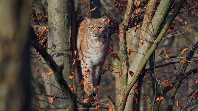 Eurasian lynx standing on tree between branches and looking around in the jungle