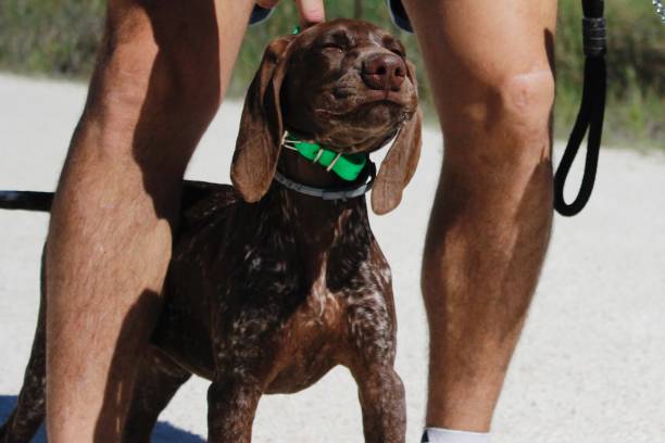 istock Cute puppy with a funny face and long ears 1478725443