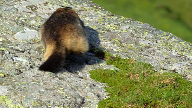 Alpine marmot walking on a rock and sniffing the air