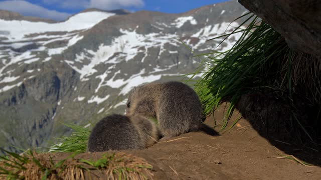 And furry alpine marmots leave their nest under the rock with rocky mountains in the background