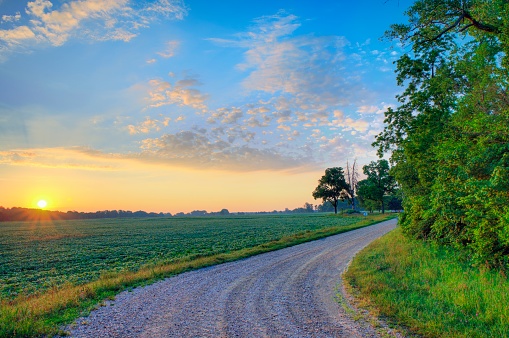 Country Road with Soybean field at sunrise- Miami County, Indiana