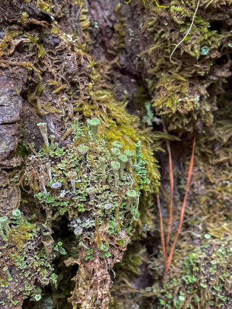 istock Mossy and wet stone close-up 1478728798