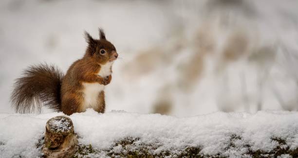 istock Selective focus of a small squirrel in winter 1478729059