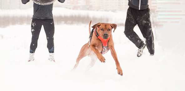 Male portrait of sports man outdoors who training together with dog rhodesian ridgeback at the winter outdoors. Canicross photography, two people exercising with tires.