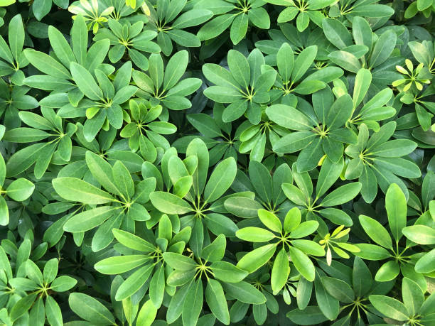 istock Beautiful nature background of garden leaf 1478730258