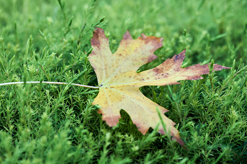 A high angle closeup shot of a fallen Autumn leaf on the grass