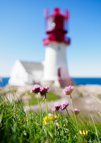 A vertical closeup of beautiful pink flowers with the Lindesnes Lighthouse in the blurred background