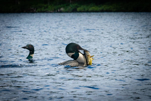 somormujos en las montañas adirondack en nueva york - adirondack mountains fotografías e imágenes de stock