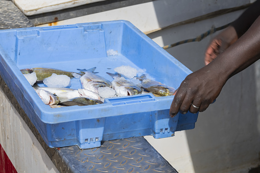 A closeup shot of male hands taking a blue market box with fish and chunks of ice
