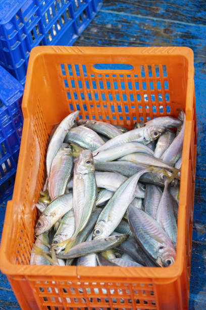 istock Vertical shot of an orange plastic storage basket with fresh fish 1478732322