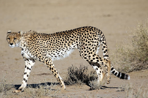 istock Close upshot of a cheetah 1478732859